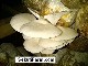Jual%20jamur%20tiram%20florida